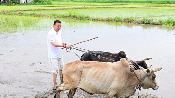 सीएम धामी ने खटीमा में की धान रोपाई, किसानों के श्रम को किया नमन