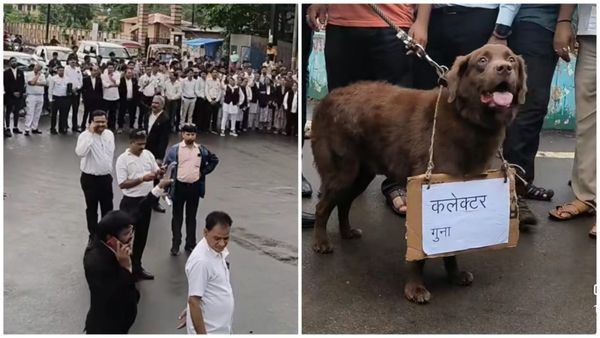 गुना में वकीलों का तीखा विरोध क्यों, हनुमान चौराहे पर चक्काजाम, कुत्ते के गले में ‘कलेक्टर गुना’ की तख्ती