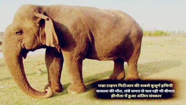 World Oldest Elephant: पन्ना टाइगर रिजर्व की शान वत्सला का निधन, विश्व की सबसे उम्रदराज हथिनी ने ली अंतिम सांस