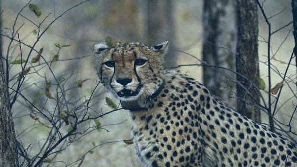 जानिए कूनो नेशनल पार्क में नामीबियाई मादा चीता नाभा की कैसे हुई मौत, प्रशासनिक और संरक्षण चुनौतियां उजागर