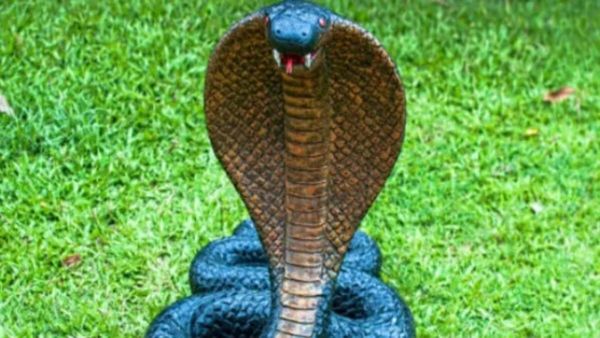 Nag Panchami 2025: आज बना है दुर्लभ योग, शिव कृपा से दूर होगा मंगल दोष