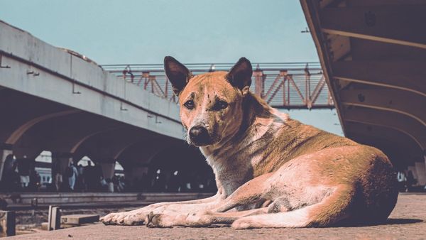 दिल्ली-NCR से 8 हफ्तों में हटेंगे आवारा कुत्ते? तैयार होंगे 5 हजार शेल्टर, डॉग लवर्स को मिली SC से ये चेतावनी 