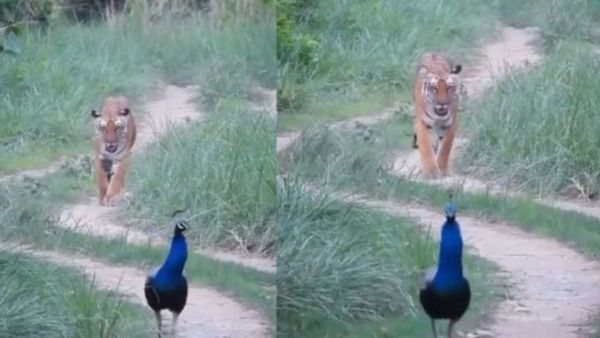 VIDEO: जंगल में आजादी का अनोखा जश्न, मोर को मिली बाघ की SPG सुरक्षा! वीडियो देख लोग हुए दंग