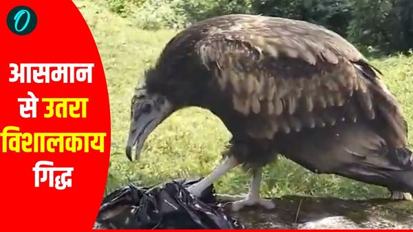Hamirpur News: आसमान से अचानक उतरा विशाल गिद्ध, चौंके हुए लोग बोले- ऐसा पक्षी जिंदगी में पहली बार देखा