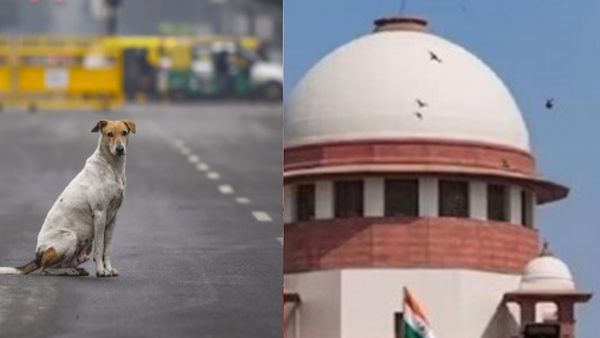 दिल्‍ली-एनसीआर के कुत्‍तों से जुड़ा मामला सुप्रीम कोर्ट ने 3 जजों की बेंच को सौंपा, सुनवाई आज