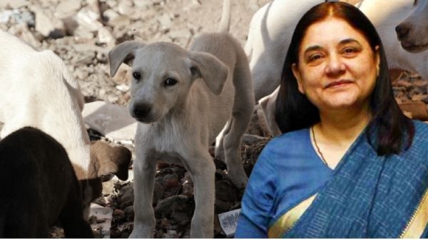 3 लाख कुत्तों को कहां रखेंगे? देख-रेख के लिए दिल्ली सरकार के पास ₹15000Cr? SC के आदेश पर मेनका गांधी के सवाल