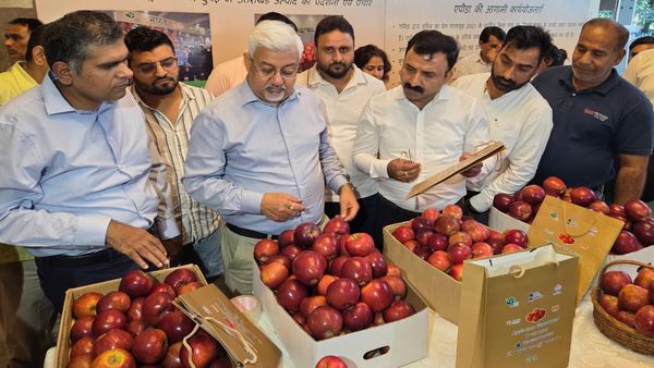 Uttarakhand news: पौड़ी का सेब अब दुबई में भी महकेगा, जानिए क्यों खास है किंग रोट किस्म का सेब, ये है प्लानिंग