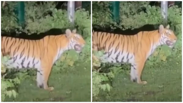 Bhopal News: भोपाल के कलियासोत डैम के पास फिर दिखा टाइगर, सड़क किनारे खड़े बाघ का वीडियो वायरल