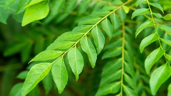 Diabetes Control: इंसुलिन लेवल को बैलेंस करती है करी पत्ता, डायबिटीज मरीजों के लिए है रामबाण