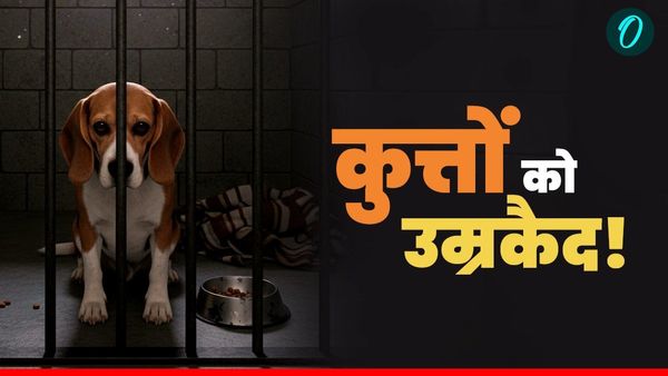 कुत्तों को उम्रकैद! क्यों दी जाएगी यह सजा? योगी सरकार ने नगर निगमों में लागू किया यह नया नियम