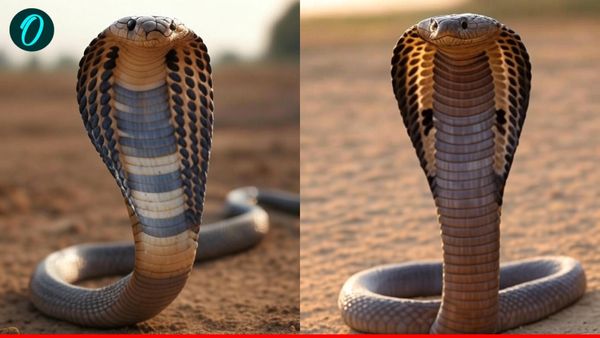 Barabanki News: 41 बार सांप डस चुका फिर भी जिंदा है युवती, ग्रामीण बोले- यह चमत्कार नहीं तो क्या है?