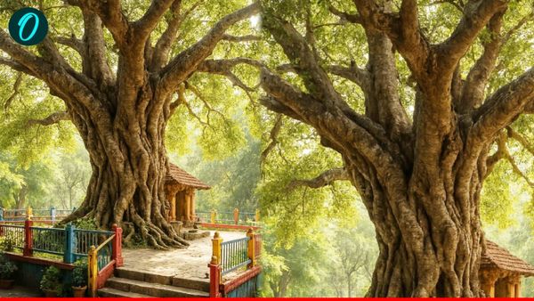 पारिजात से पीपल तक, राजधानी Lucknow में 100 से 200 साल पुराने Heritage Trees को मिलेगा विरासत का दर्जा