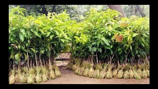 Bihar News: वायु गुणवत्ता सुधार की पहल: वर्ष 2024-25 में लगाए गए 1.99 लाख पौधे, फ्लाईओवर के नीचे हुआ सौंदर्यीकरण