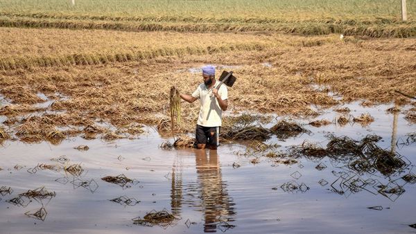 Punjab Floods: रंजीत सागर डैम के अचानक रिलीज ने मचाई तबाही, किस वजह से रावी में आई एकाएक बाढ़?