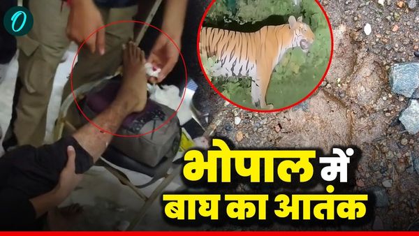 Bhopal में बाघ का आतंक, जागरण लेकसिटी यूनिवर्सिटी में छात्र पर हमला, दोस्त की बहादुरी से बची जान