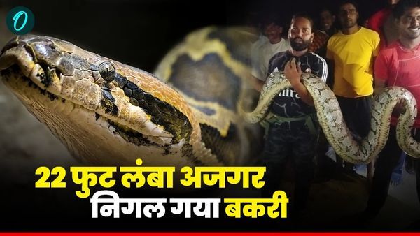 MP News: शिवपुरी के इस गांव में 22 फुट का अजगर ने निगली बकरी, सलमान पठान ने ऐसे बचाई जान, जानिए पूरी कहानी