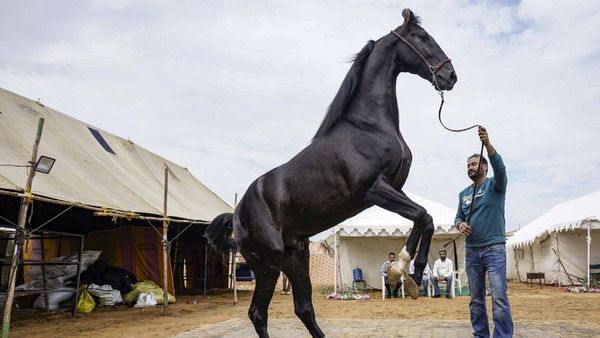 Pushkar Mela: 23 करोड़ की भैंस और 15 करोड़ का घोड़ा! आज से शुरू हुआ एशिया का सबसे महंगा पुष्कर मेला