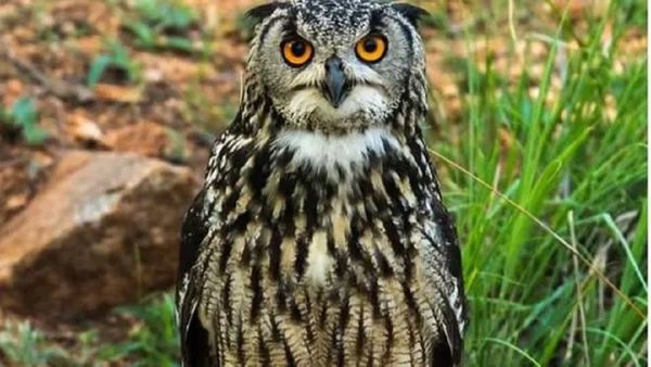 Bihar Chunav 2025: दीपावली की रात और चुनावी सीजन की ‘काली’ सियासत, नेताओं तक पहुंचा ‘हर पावर वाला उल्लू’