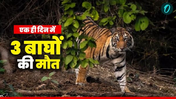 MP News: कान्हा टाइगर रिजर्व में 1 ही दिन में 3 बाघों की मौत, वयस्क बाघ की क्षेत्रीय लड़ाई, जानिए पूरी घटना
