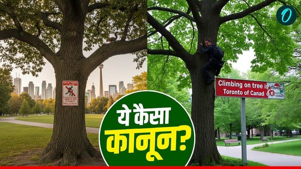 पेड़ पर चढ़े या लगाया झूला तो ₹60 लाख का लगेगा जुर्माना! इस देश में क्यों है अनोखा कानून?