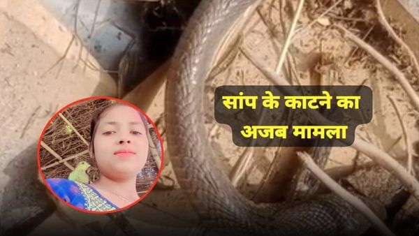 MP News: जानिए मुरैना में सांप कटने के बाद भी कैसे हुआ घातक, चारा काटते युवती को डंसकर बरपाया कहर