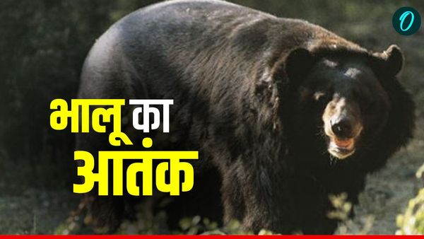 Uttarakhand News: पहाड़ों में गुलदार के साथ अब भालू का आतंक, अलर्ट मोड में धामी सरकार, वन विभाग ने उठाए ये कदम