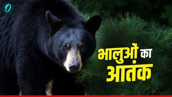Uttarakhand News: पहाड़ों में गुलदार के साथ ही अब भालुओं का आतंक, डरा रहे आंकड़े,चौंकाने वाली मानी जा रही वजह