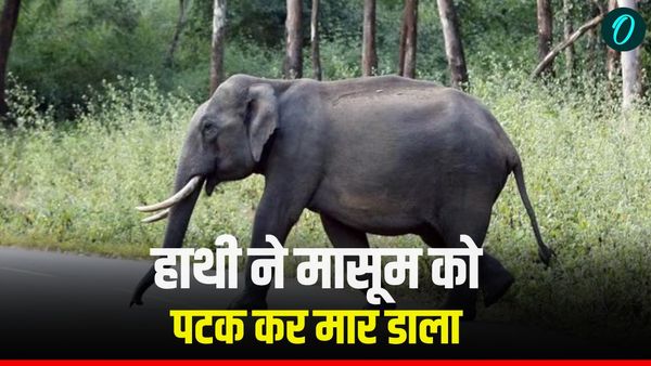 Dehradun News: माता-पिता के साथ स्कूटी से जा रहे मासूम को हाथी ने सूंड से नीचे खींचा, पटक कर मार डाला