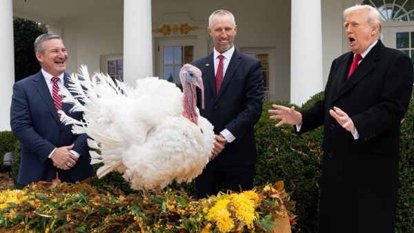 डोनाल्ड ट्रंप ने थैंक्सगिविंग पर क्यों माफ किए 2 टर्की? जानें अमेरिका की सदियों पुरानी ये अनोखी परंपरा