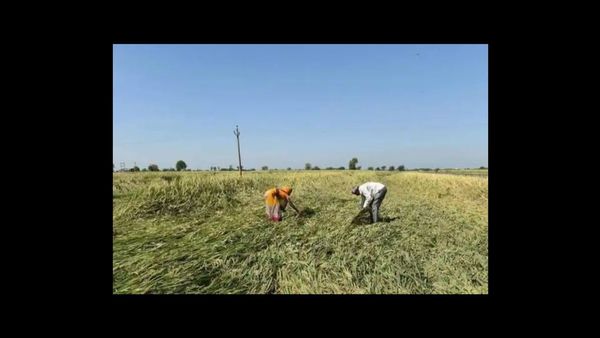 बेमौसम बारिश से फसलों को नुकसान, राज्य सरकार जल्द करेगी राहत पैकेज की घोषणा