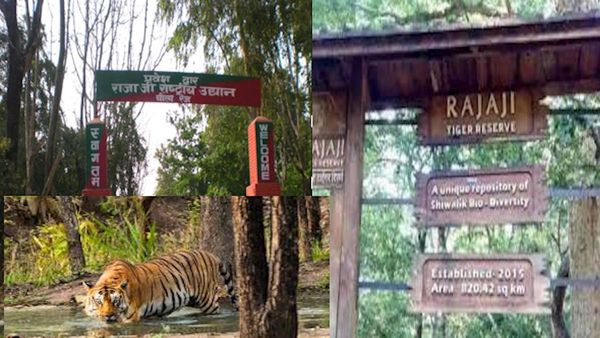 UK NEWS: जंगल सफारी, एडवेंचर और वन्य जीव प्रेमियों के लिए खुशखबरी, राजाजी टाइगर रिजर्व के खुले सारे गेट