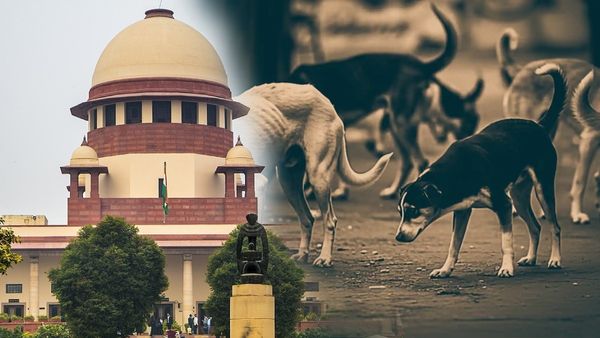 सड़कों पर घूमने वाले कुत्तों की अब खैर नहीं! Supreme Court ने बस स्टैंड और स्कूलों से हटाने का दिया आदेश
