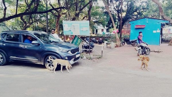 Bhopal में आवारा कुत्तों का आतंक, सुप्रीम कोर्ट ने दिए आदेश – 8 हफ्तों में हटें सड़कों से आवारा डॉग