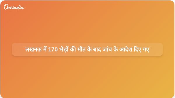 लखनऊ क्षेत्र में रहस्यमय तरीके से 170 भेड़ों की मौत के बाद जांच शुरू की गई