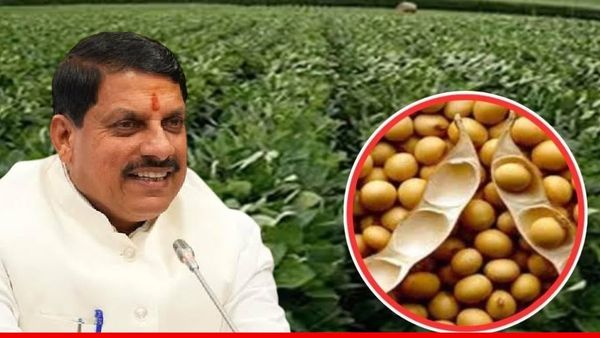 Bhavantar Yojana MP: सोयाबीन किसानों को 810 करोड़ की सौगात, जानें भावांतर योजना में आपको कितने पैसे मिलेंगे?