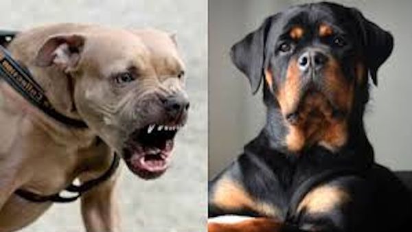 Dehradun News: पालतू कुत्ते के काटने पर मालिक पर केस, जुर्माना भी, जानिए नगर निगम ने क्या बनाए सख्त नियम