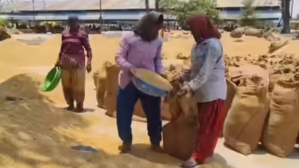 Chhattisgarh News: प्रदेश में अवैध भण्डारण, परिवहन एवं विक्रय करते हुए लगभग 1 लाख 52 हजार क्विंटल धान जब्त