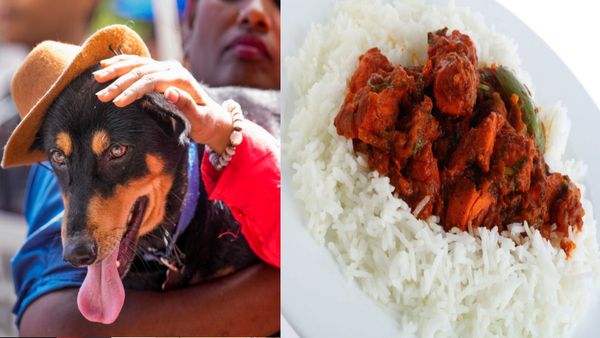 Street Dogs की हुई मौज, इस शहर में इन्‍हें दिन में दो बार परोसा जाएगा 'चिकन राइस', सरकार पर कितना आएगा खर्च?