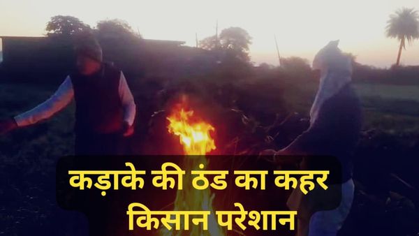 MP News: कड़ाके की ठंड का कहर, गेहूं पर बर्फ की चादर, सब्जी फसल चौपट – किसान रातभर खेतों में जलाकर धुआं