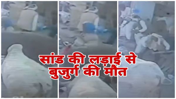 MP News Morena: सांड की टक्कर से बुजुर्ग की मौत, CCTV में कैद हुई घटना, एम्बुलेंस की देरी ने ली जान