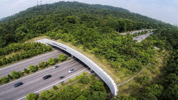 Assam Kaziranga Elevated Corridor: 7,000 करोड़ की लागत से बनेगा कॉरिडोर, इंटरनेशनल लेवल की होगी कनेक्टिविटी