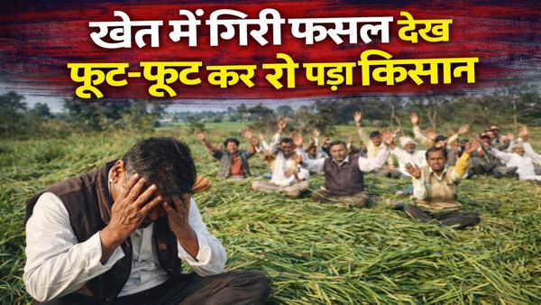 MP News Sehore: खेत में गिरी फसल देख फूट-फूट कर रो पड़ा किसान, बोला— 3 लाख का कर्ज कैसे चुकाऊंगा?