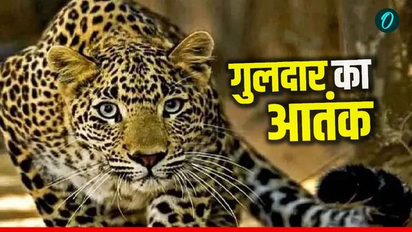 Nainital News गुलदार का आतंक, यहां तीन दिन के लिए स्कूलों में छुट्टी, डीएम ने जारी किए सख्त निर्देश