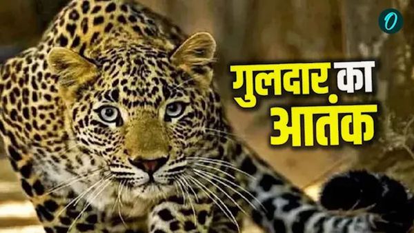 Nainital News वन्यजीवों के हमलों पर प्रशासन सतर्क, यहां तीन दिन की स्कूलों में फिर से छुट्टी, जानिए कहां