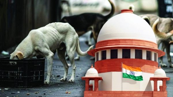 SC on Stray Dogs: कुत्ते ने काटा तो सरकार को देना होगा मुआवजा, सुप्रीम कोर्ट ने राज्यों पर क्यों चलाया डंडा?