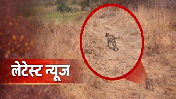 दिनदहाड़े खेत में दिखा तेंदुआ, सीहोर के चंदेरी–ताकीपुर–पिपलिया मीरा में दहशत, रात में खेत जाने से डरे किसान