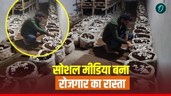 Success Story: सोशल मीडिया बना रोजगार का रास्ता, सागर के रहली में युवा ने शुरू की मशरूम की खेती