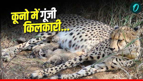 Kuno नेशनल पार्क में फिर मां बनी 'गामिनी', तीन बच्चों को दिया जन्म, भारत के लिए कितना जरूरी है प्रोजेक्ट चीता?