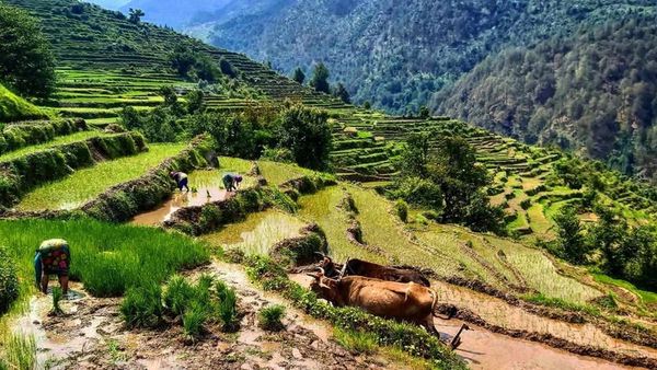 Dehradun में मुस्लिम संस्थान जमीन विवाद पर BJP MLA ने सीएम धामी से की शिकायत, कांग्रेस ने भी कही ये बात