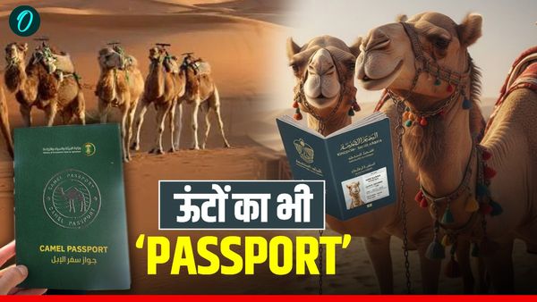 Passport For Camels: इंसानों के साथ-साथ ऊंटों को भी मिलेगा पासपोर्ट, जानें किस देश का मामला